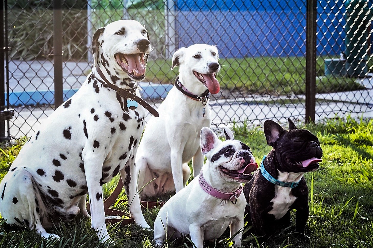 Wear Out Your Furry Friends and Enjoy the Weather